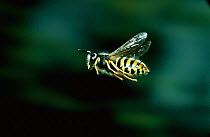 Tree wasp worker (Vespula syvestris) in flight. UK