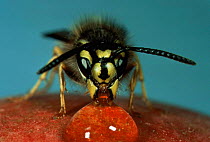 Common wasp worker (Vespula vulgaris) feeding on syrup. UK