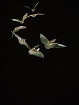 Long-eared bat (Plecotus auritus) in flight. Time-lapse. Captive, UK
