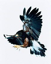 Harris' hawk (Parabuteo unicinctus) landing. (digitally enhanced) Captive