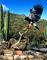Harris' hawk (Parabuteo unicinctus) attacking a rattlesnake (composite image)