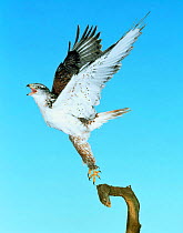 Ferruginous hawk (Buteo regalis) taking off. Captive