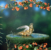 Mistle thrush (Turdus viscivorus) bathing in garden birdbath. Europe
