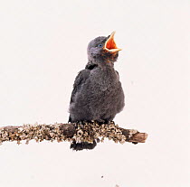 Jackdaw (Corvus monedula) juvenile begging for food. Captive, UK