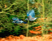 Jay (Garrulus glandarius) pair in flight. (digitally enhanced). UK