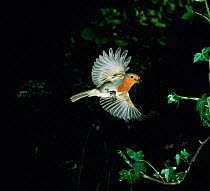 European robin (Erithacus rubecula) bringing food to its nest. UK