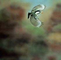 Coal tit (Periparus ater) in flight with beechmast. UK