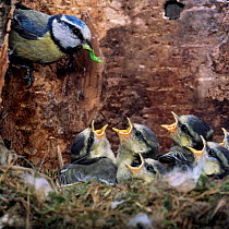 Blue tit (Parus caeruleus) brings food to begging chicks in nest, UK