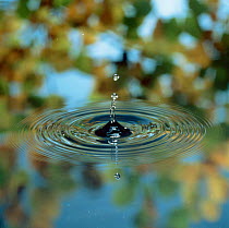 Water drops striking water surface making concentric circles