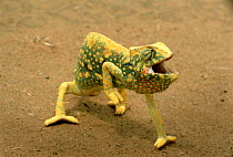 Graceful chameleon (chameleo gracilis) defensive display captive