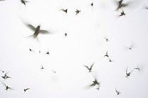 RF- Arctic Terns (Sterna paradisaea) flying against white sky.  Isle Of May, Scotland, UK. (This image may be licensed either as rights managed or royalty free.)