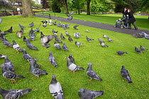 Feral pigeons / Rock doves {Columba livia} in city park. Edinburgh, Scotland, UK.