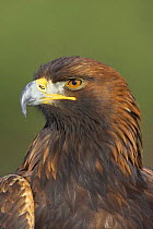 Golden Eagle (Aquila chrysaetos) adult portrait, captive, Cairngorms NP, Scotland, UK.