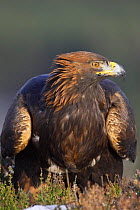 Golden Eagle (Aquila chrysaetos) adult portrait, captive, Cairngorms NP, Scotland, UK.