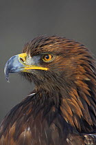 RF- Golden Eagle (Aquila chrysaetos) adult portrait. Captive, Cairngorms National Park, Scotland, UK. (This image may be licensed either as rights managed or royalty free.)