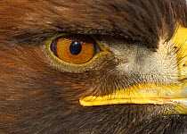 Golden Eagle (Aquila chrysaetos) adult portrait, close up of eye, captive, Cairngorms NP, Scotland, UK.
