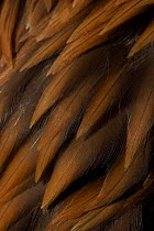 Golden Eagle (Aquila chrysaetos) close up of feathers, Cairngorms NP, Scotland, UK.