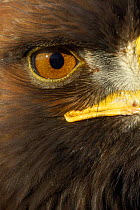 Golden Eagle (Aquila chrysaetos) close up of eye, captive, Cairngorms NP, Scotland, UK.