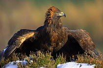 Golden Eagle (Aquila chrysaetos) adult male mantling, captive, Cairngorms NP, Scotland, UK.