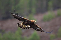 Golden Eagle (Aquila chrysaetos) flying, captive, Cairngorms NP, Scotland, UK.