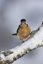 Great spotted woodpecker (Dendrocopus major) in winter, Cairngorms NP, Scotland, UK