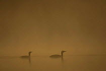 Red throated divers (Gavia stellata) in mist at dawn, Cairngorms NP, Scotland, UK.
