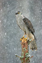 RF- Northern Goshawk (Accipiter gentilis) in blizzard in pine forest. Cairngorms National Park, Scotland, UK. (This image may be licensed either as rights managed or royalty free.)
