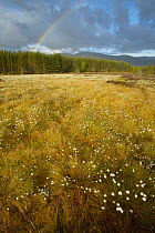 Cotton grass {Eriophorum sp} growing in bog, Glenfeshie, Cairngorms NP, Scotland, UK.
