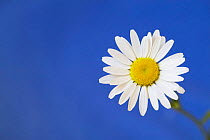 Marguerite / Ox eye daisy (Leucanthemum vulgare) UK