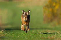 European / Brown Hare (Lepus europaeus) running head on, Islay, Scotland UK.