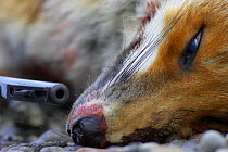 Dead Red fox {Vulpes vulpes} shot with rifle. Scotland, UK.