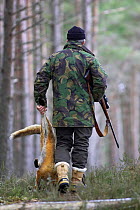 Gamekeeper walking through forest carrying dead Red fox {Vulpes vulpes} that he has shot, Highlands, Scotland, UK. Model released.