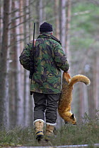 Gamekeeper carrying dead Red fox {Vulpes vulpes} that he has shot out of forest, Cairngorms NP, Scotland, UK Model released.