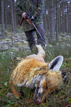 Gamekeeper with dead red fox (Vulpes vulpes) shot with rifle, Scotland, UK. Model released.