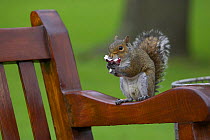 Grey squirrel (Sciurus carolinensis) sitting on bench in city park feeding on food scavenged from litter bin, Edinburgh, Scotland, UK.