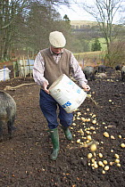 Researcher puts out potatoes for Wild boar (Sus scrofa) -  project to examine effect of boar on woodland regeneration, Perthshire, Scotland