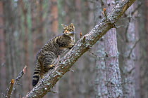 Scottish wildcat (Felis sylvestris) climbing fallen tree in pine forest, Cairngorms National Park, Scotland, UK. Highly commended, Documentary series category, British Wildlife Photography Awards (BWP...