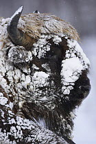 European bison (Bison bonasus) bull in blizzard. Part of controlled herd to examine impact on vegetation, Scotland, UK.