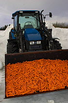 Tractor containing reject carrots to feed to Moose (Alces alces) in winter, Nord-Trondelag, Norway.