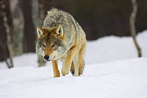 European wolf (Canis lupus) in boreal birch forest in snow, Nord-Trondelag, Norway. Captive release