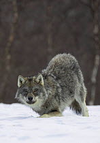 European wolf (Canis lupus) in boreal birch forest in winter, Nord-Trondelag, Norway. Captive release
