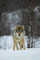 European wolf (Canis lupus) in boreal birch forest in winter, Nord-Trondelag, Norway. Captive release