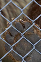 European Brown bear (Ursos arctos) close up of paw pad up against wire of zoo enclosure, Norway.