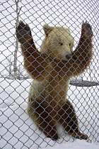 European brown bear (Ursos arctos) up against cage wire, Nord-Trondelag, Norway.
