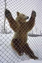 European brown bear (Ursos arctos) in up against cage wire. Nord-Trondelag, Norway.