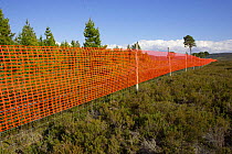 Orange mesh attached to deer fence to increase visibility and reduce fence collisions of Capercaillie and Black grouse - a common cause of their fatality. This method is used throughout Scotland to t...