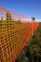Orange mesh attached to deer fence to increase visibility and reduce fence collisions of Capercaillie and Black grouse - a common cause of their fatality. This method is used throughout Scotland to t...