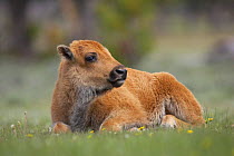 Bison (Bison bison) calf in summer meadow, Yellowstone National Park, Wyoming, USA