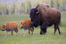 RF- Bison (Bison bison) mother with two calves in summer meadow. Yellowstone National Park, Wyoming, USA. (This image may be licensed either as rights managed or royalty free.)