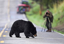 Black bear (Ursus americanus ) crossing road in front of photographer. NPS rules stipulate that visitors must stay at least 100m distant from bears.~Yellowstone National Park, Wyoming, USA